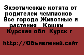  Экзотические котята от родителей чемпионов - Все города Животные и растения » Кошки   . Курская обл.,Курск г.